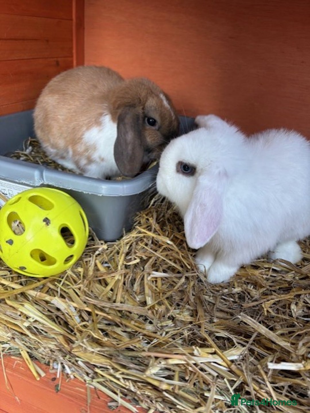 Mixed Breed rabbits for sale: Mini Lops x Netherland Dwarf - Advert 2