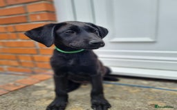 Labrador Retriever dogs for sale: Lovable, Quality KC black labradors  - Image 2