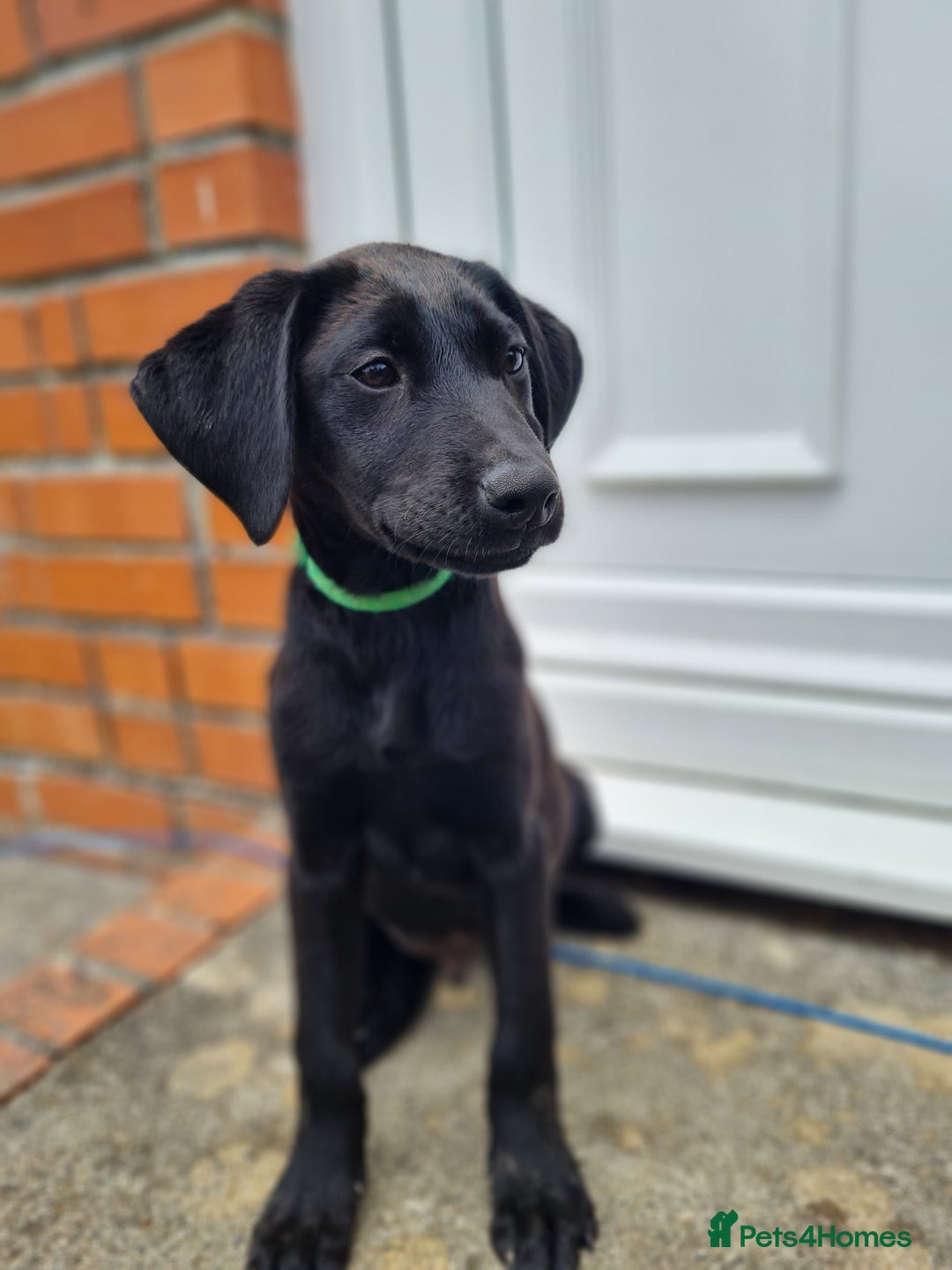 Labrador Retriever dogs for sale: Lovable, Quality KC black labradors  - Image 2
