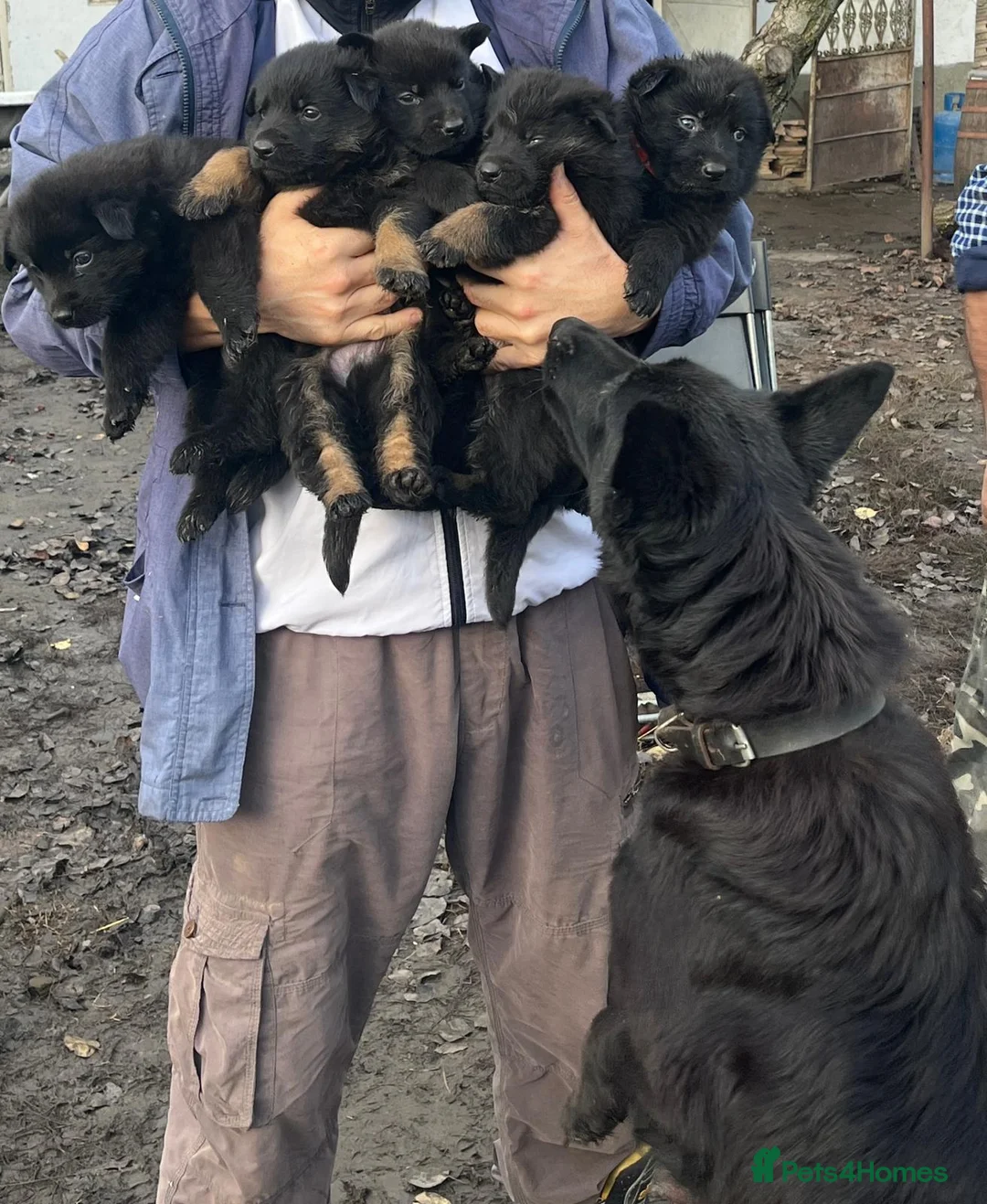 German Shepherd dogs for sale: Adorable Black German Shepherd in Basildon - Advert 2