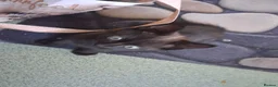 Mixed Breed cats for sale: Stunning kitten boys in Willenhall - Advert 11
