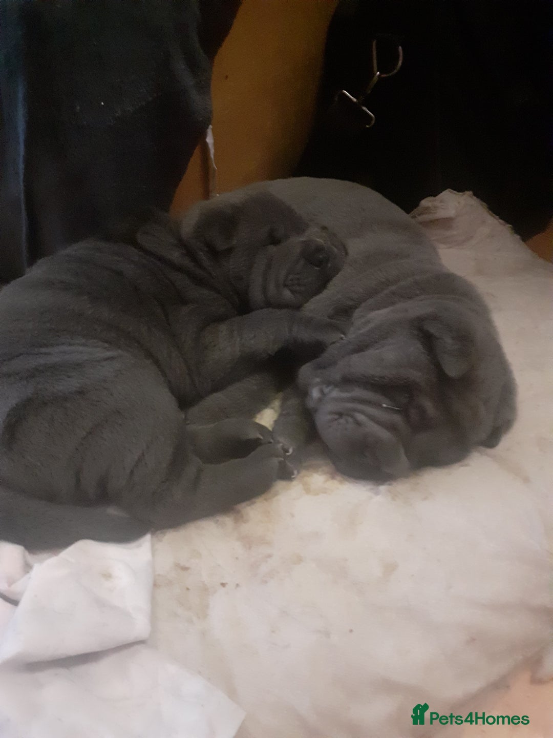 Shar Pei dogs for sale: Shar-Pei puppies for sale - Advert 3