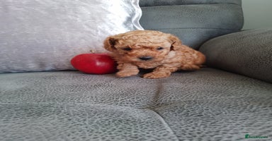 Toy Poodle dogs - Advert 2