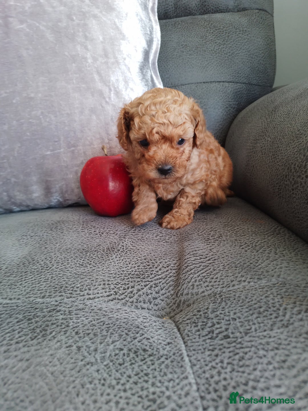 Toy Poodle dogs for sale: Pedigree toy poodles - Image 2