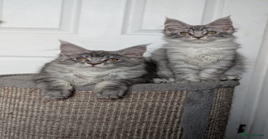 Maine Coon cats - Advert 4