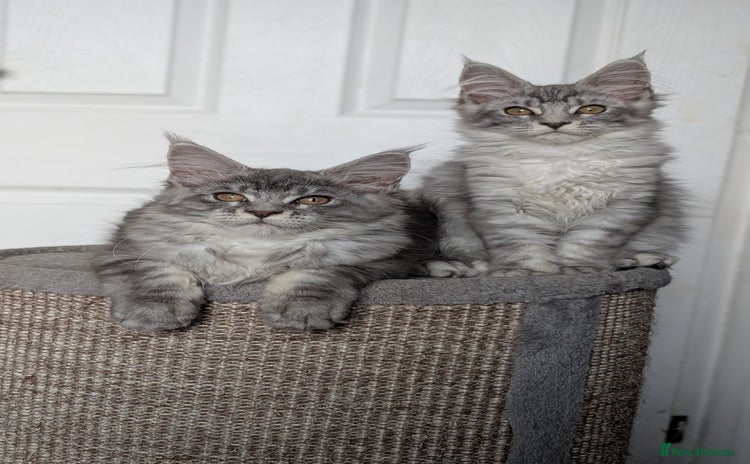 Maine Coon cats - Advert 3
