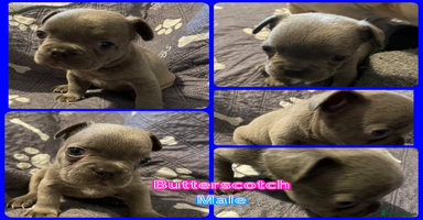 French Bulldog dogs - Advert 11