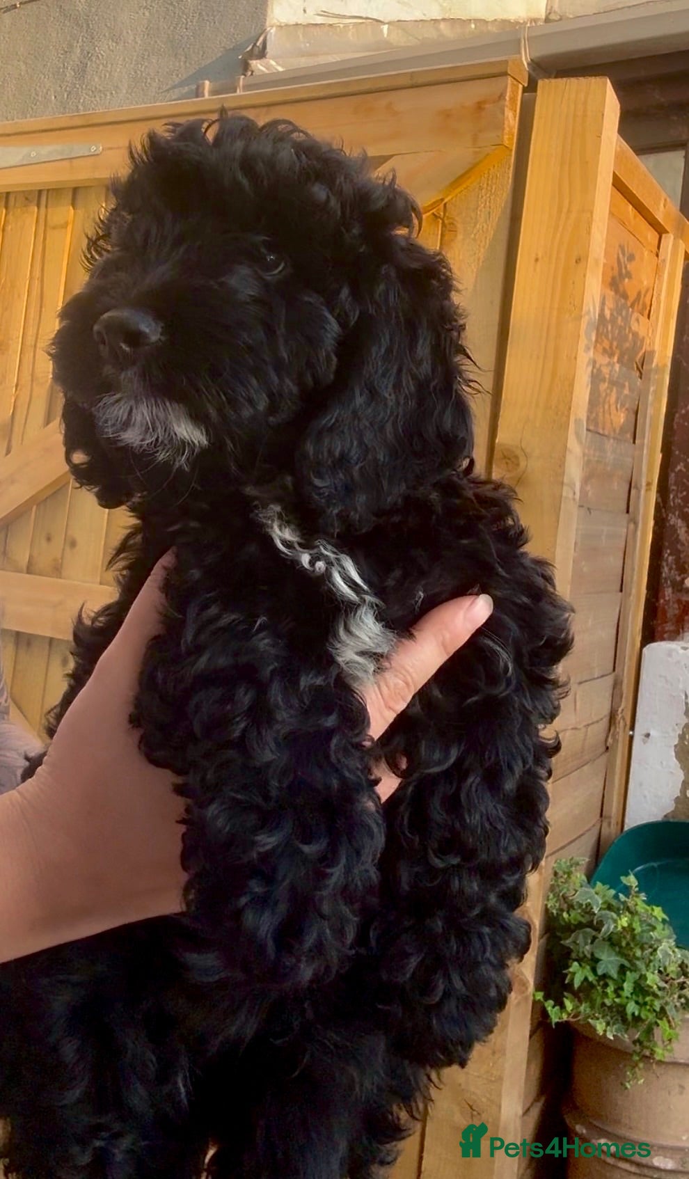 Cockapoo dogs ✨F1 Cockapoo Vet Checked ready to leave  - Advert 7