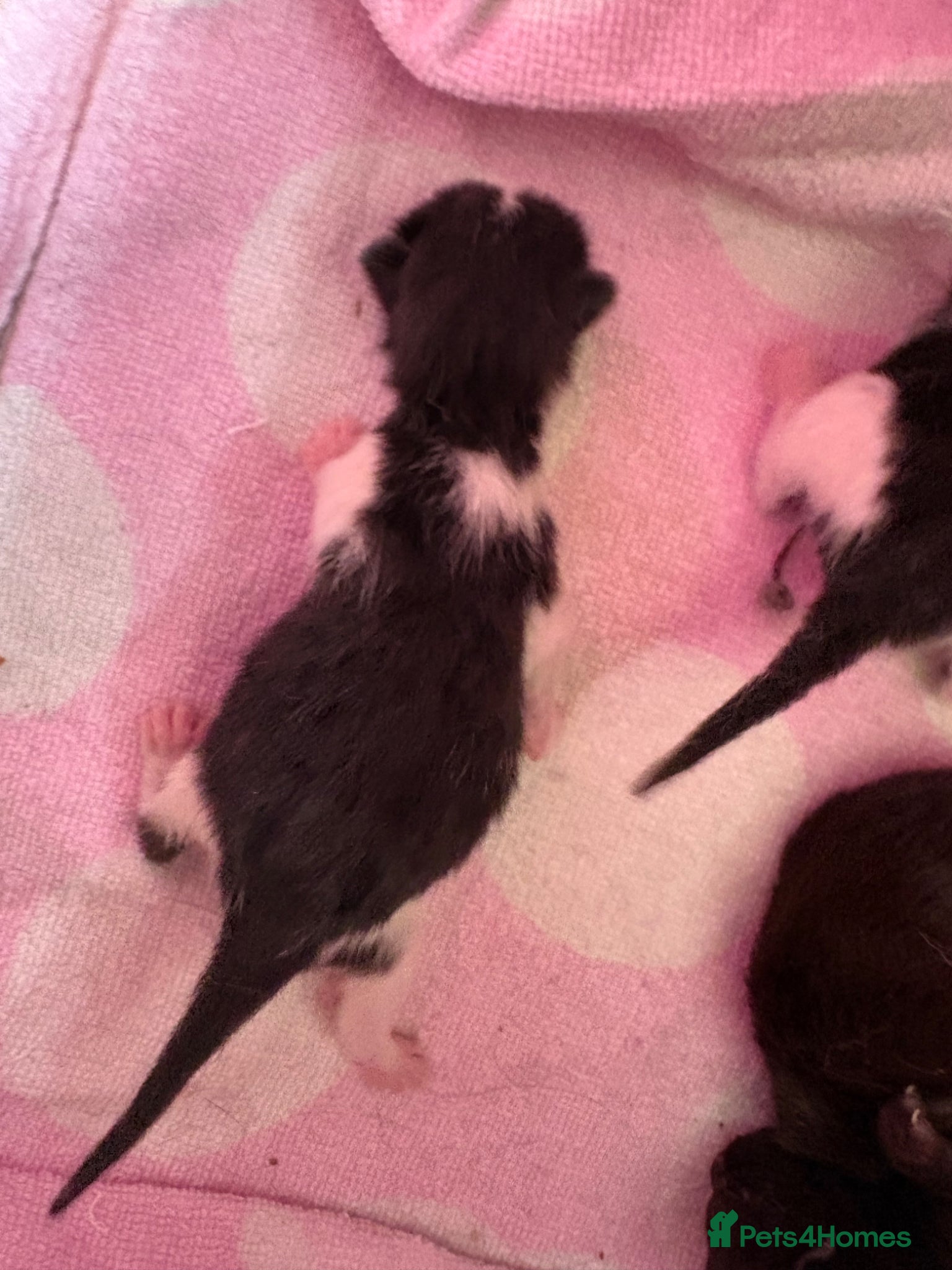 Mixed Breed cats for sale: Beautiful kittens  - Advert 12