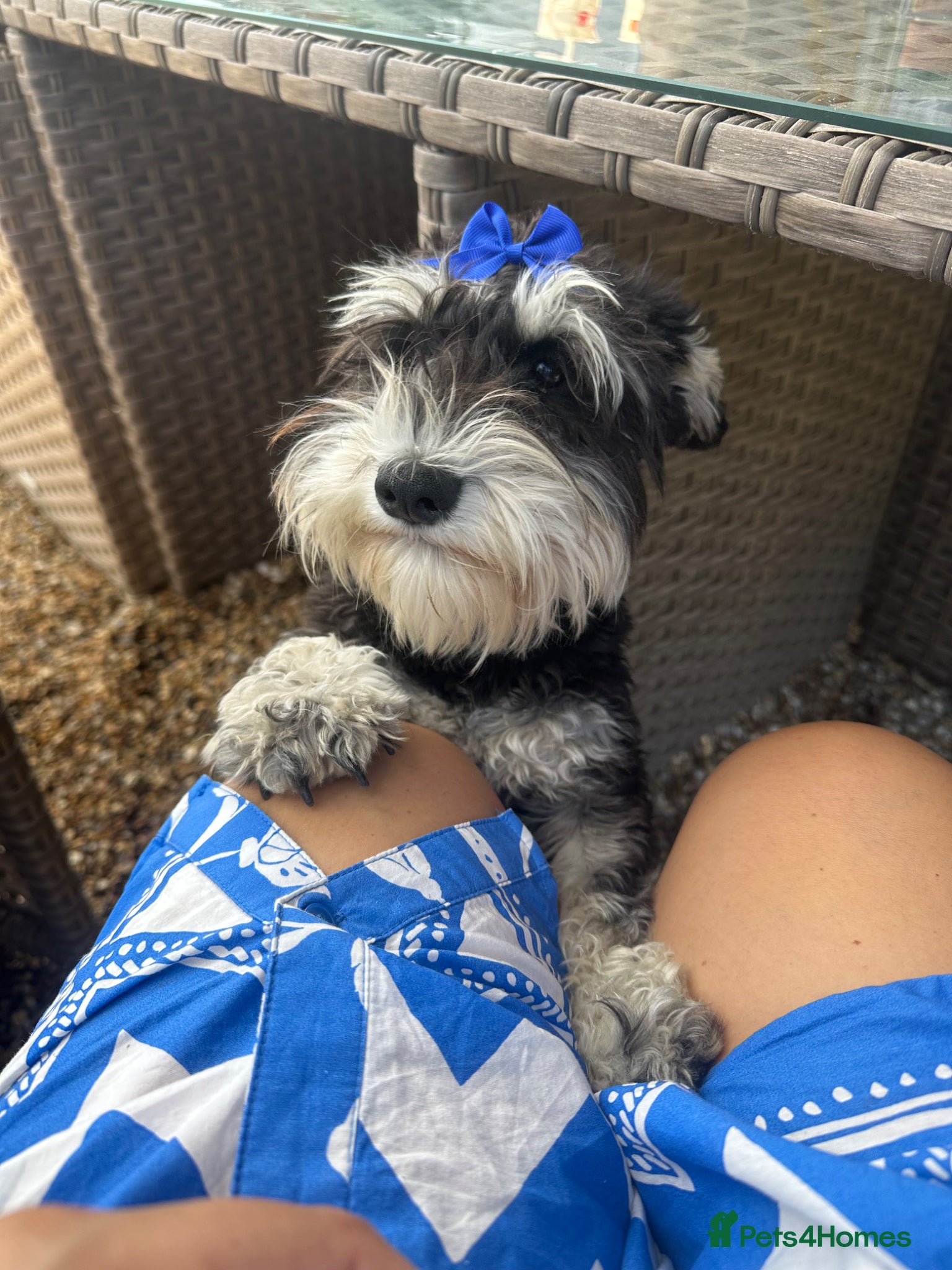 Miniature Schnauzer dogs for sale: Miniature schnauzer girl  - Advert 1