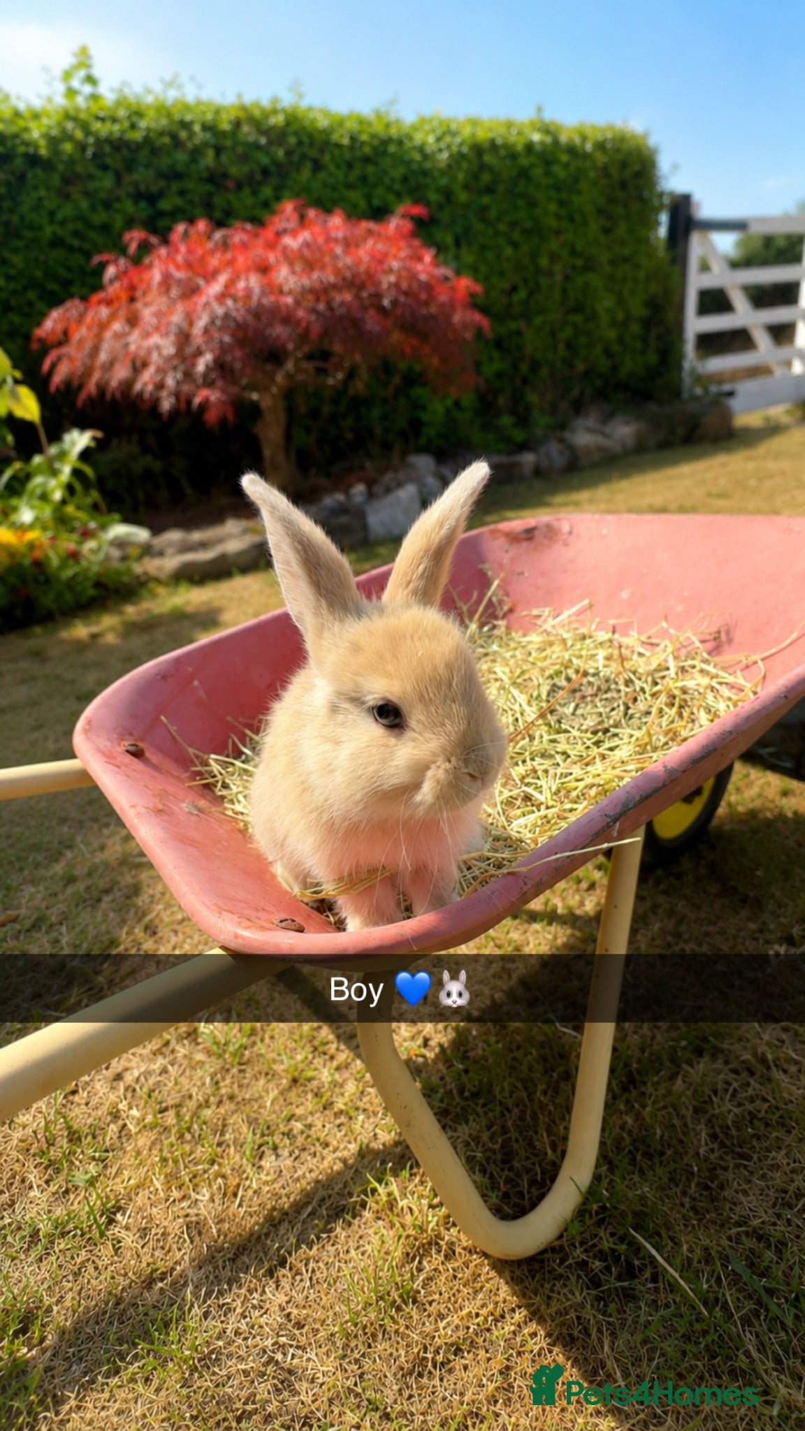 Mini Lop rabbits 🐰 Adorable Pure Mini Lop Babies Friendly 🐰 - Advert 1