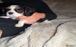 Cavalier King Charles Spaniel dogs for sale:  Cavalier King Charles Spaniels  - Advert 4