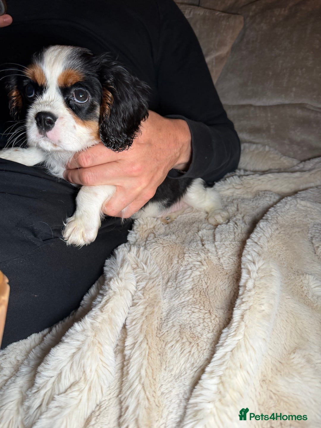 Cavalier King Charles Spaniel dogs for sale:  Cavalier King Charles Spaniels  - Advert 4