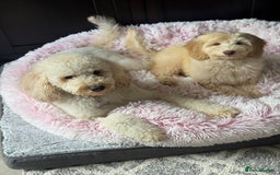 Australian Labradoodle dogs for sale: Genuine Australian Labradoodle (not poodle-lab mix in Wallington - Image 38