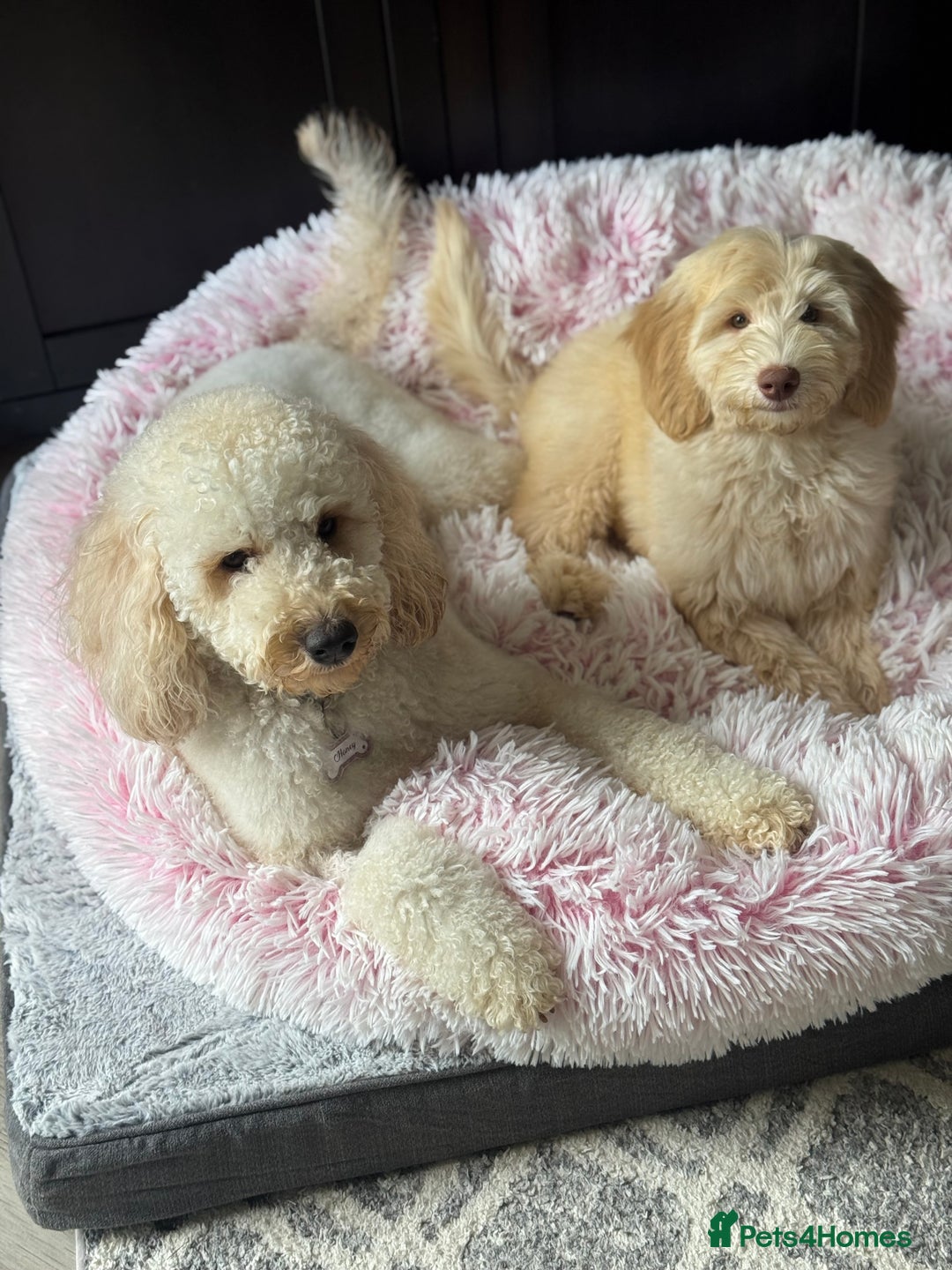 Australian Labradoodle dogs for sale: Genuine Australian Labradoodle (not poodle-lab mix in Wallington - Image 38