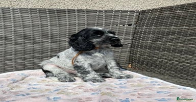 Cocker Spaniel dogs - Advert 15