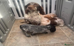 Cocker Spaniel dogs for sale: Beautiful cocker spaniel pups  - Image 8