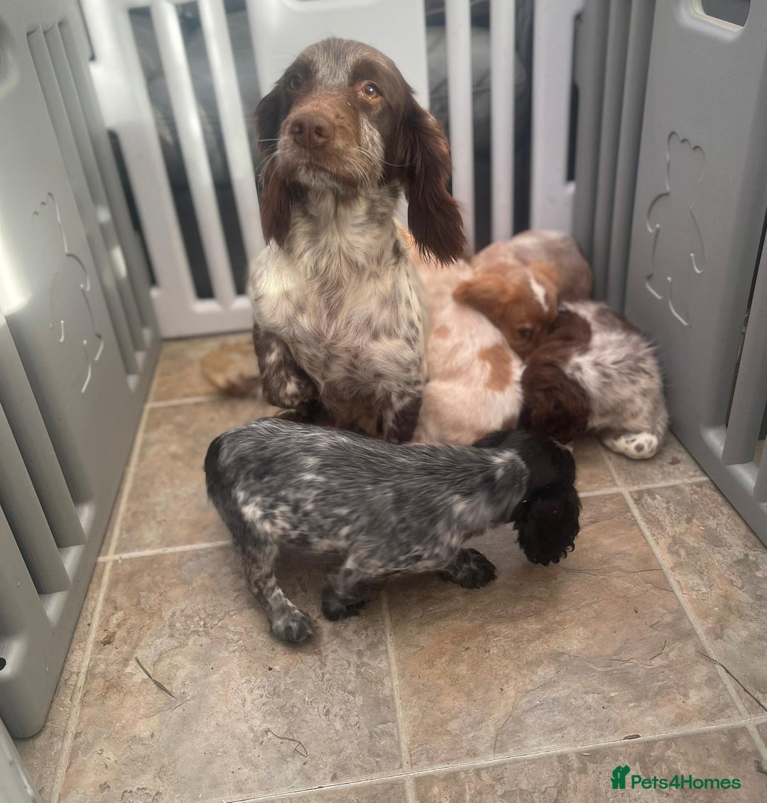 Cocker Spaniel dogs for sale: Beautiful cocker spaniel pups  - Image 8