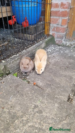 Mixed Breed rabbits - Advert 17