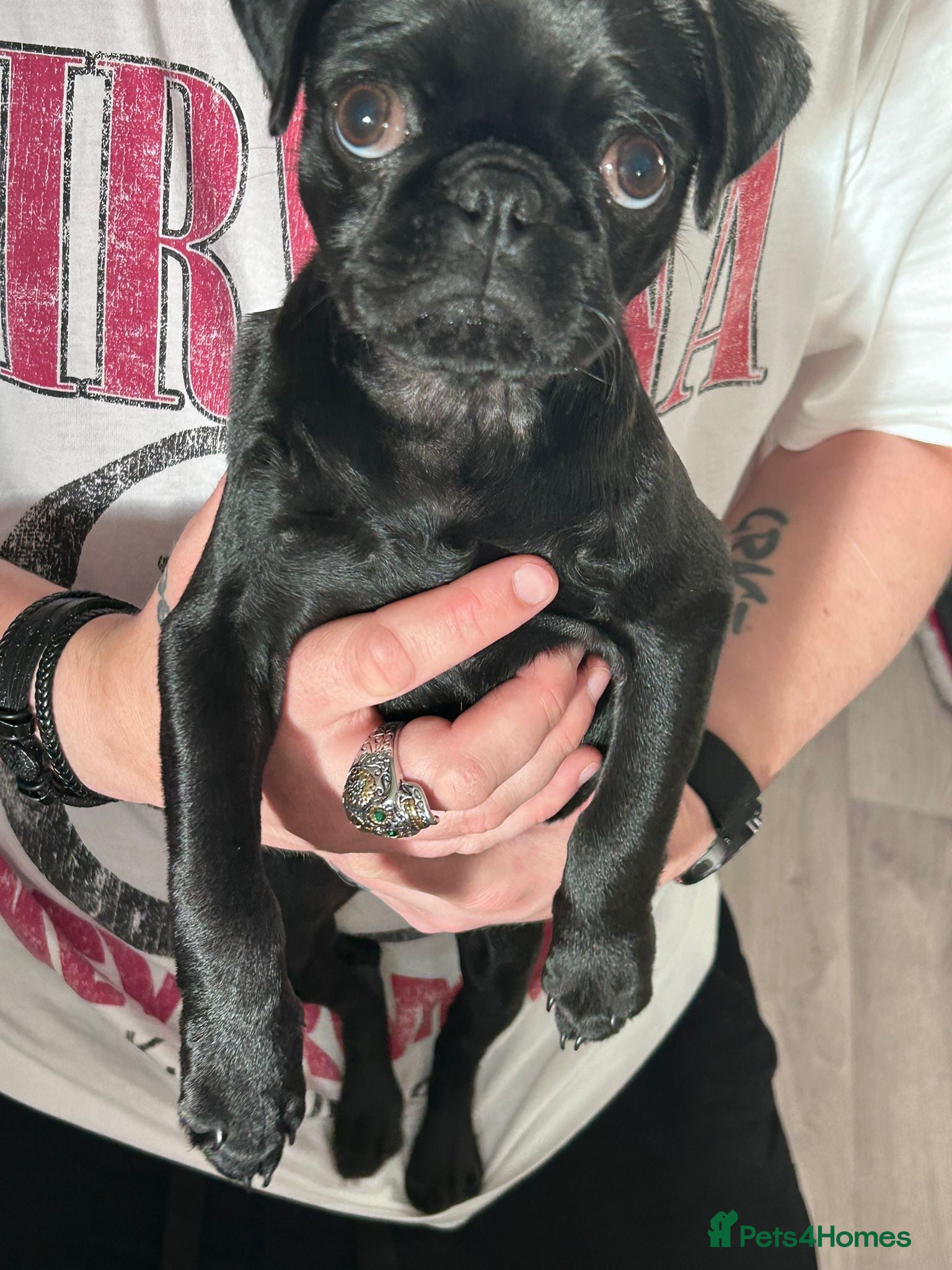 Pug dogs for sale: Pug puppy - Advert 1