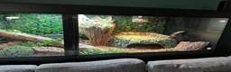 Snake reptiles for sale: Female BCC Common with Vivarium  - Advert 7