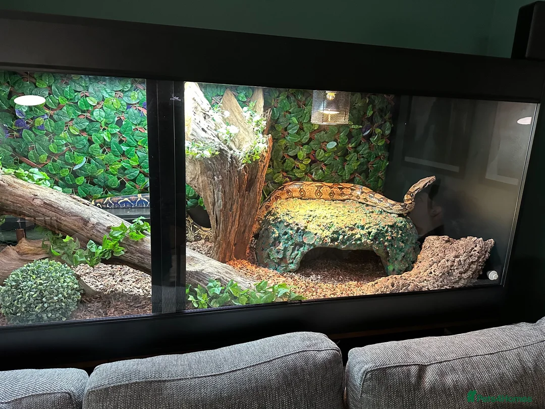 Snake reptiles for sale: Female BCC Common with Vivarium  - Advert 7