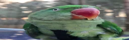 Parrots birds for sale: Alexandrin parrot for rehome. in Leeds - Advert 3