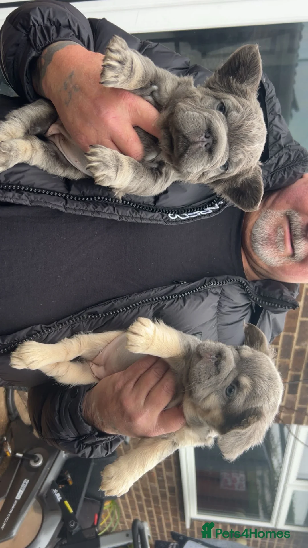 French Bulldog dogs for sale: **REDUCED**FLUFFY  FULL FLUFFY FRENCHBULLDOGS😍😍 - Advert 2