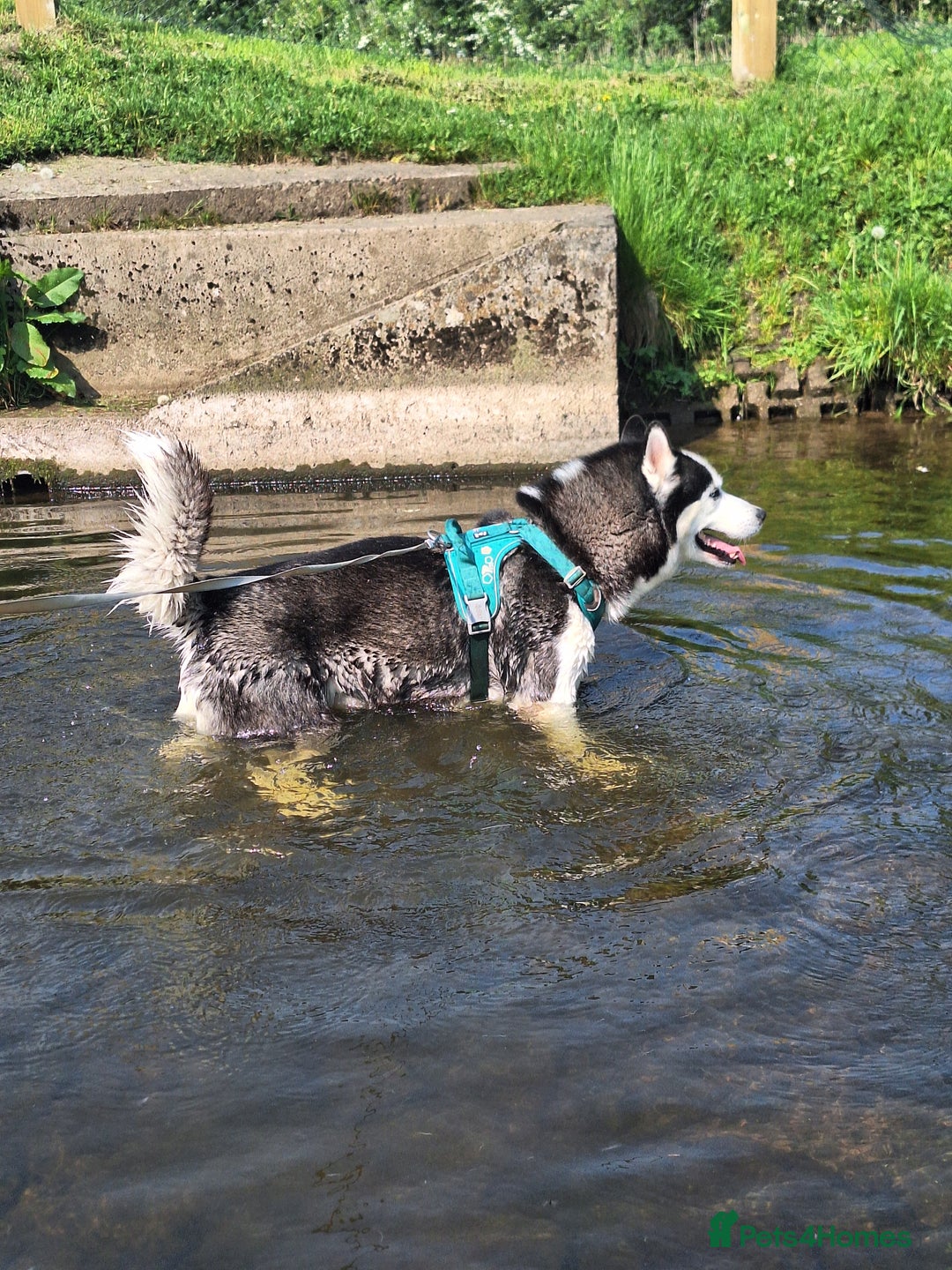 Siberian Husky dogs for stud: Siberian Husky for Stud in Glasgow - Image 16