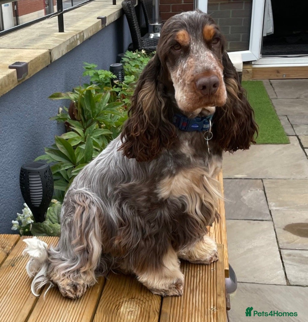 Cockapoo dogs for sale: Show cockapoo litter due 1st march  - Advert 3