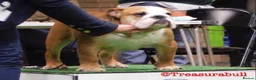 English Bulldog dogs for sale: 1 girl left! KC Bulldog Pups Champion Lines!!!!!!! - Advert 12
