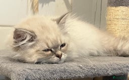 British Shorthair cats for sale: British shorthair x Persian  - Image 4