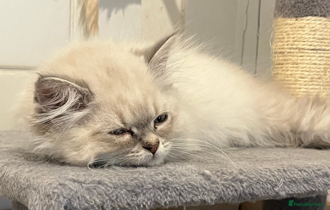 British Shorthair cats for sale: British shorthair x Persian  - Image 4