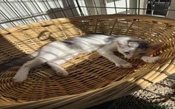 Mixed Breed cats for adoption: Korey - Norwich Norfolk  - Image 5
