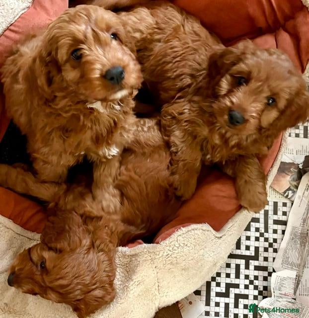 Cockapoo dogs Ready Now Liverpool ! Adorable Red F1 Cockerpoos - Advert 2