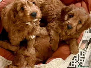 Cockapoo dogs Ready Now Liverpool ! Adorable Red F1 Cockerpoos - Advert 2