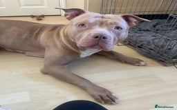 American Bull Staffy dogs for sale: Gorgeous 4 yr old girl looking for forever home ❤️ - Advert 3