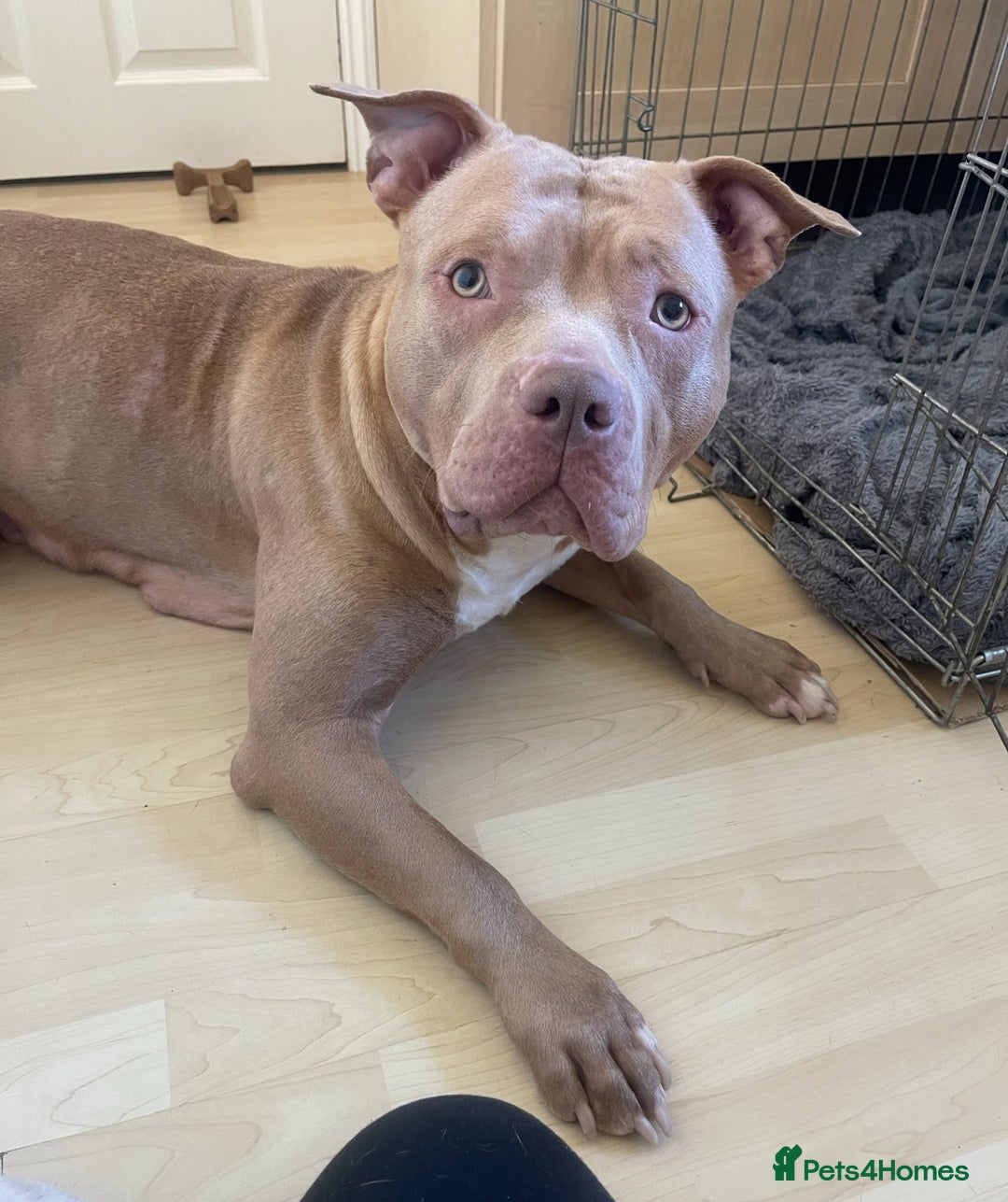 American Bull Staffy dogs for sale: Gorgeous 4 yr old girl looking for forever home ❤️ - Advert 3