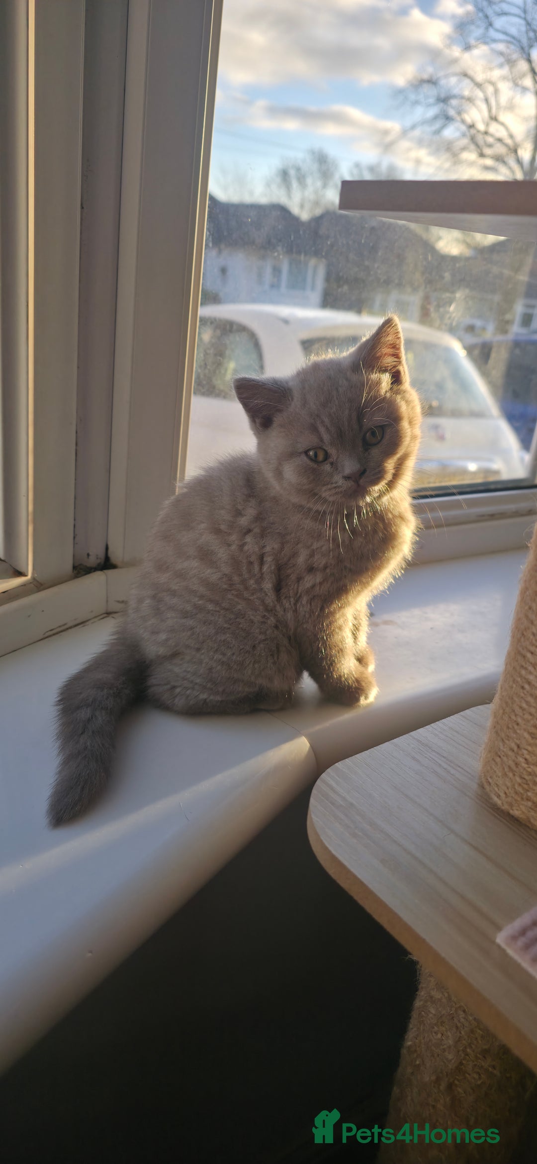 British Shorthair cats for sale: British ShortHair 🐈‍⬛ - Advert 8
