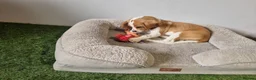Beagle dogs for sale: Male tan and white beagle  - Advert 3