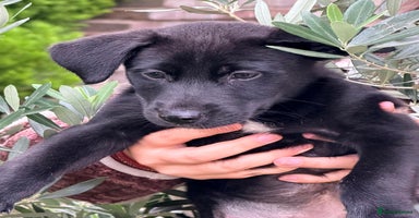 Mixed Breed dogs - Advert 15