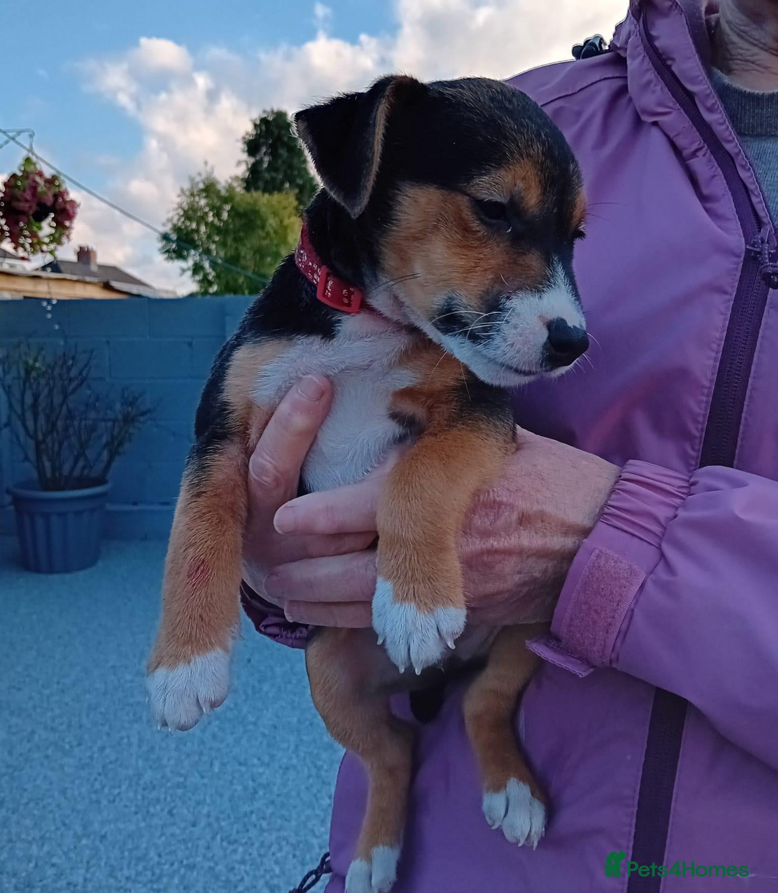 Mixed Breed dogs for sale: Border lakeland Russell pups for sale - Advert 1