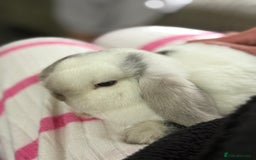 Mini Lop rabbits for sale: VACCINATED 2 Bucks Mini lops 🩵 - Image 12