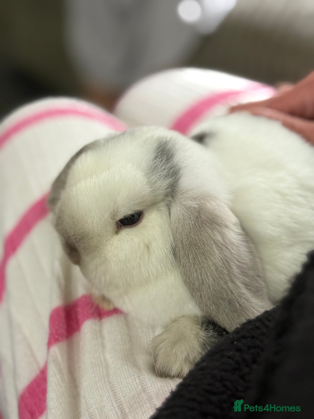 Mini Lop rabbits for sale: VACCINATED 2 Bucks Mini lops 🩵 - Image 12