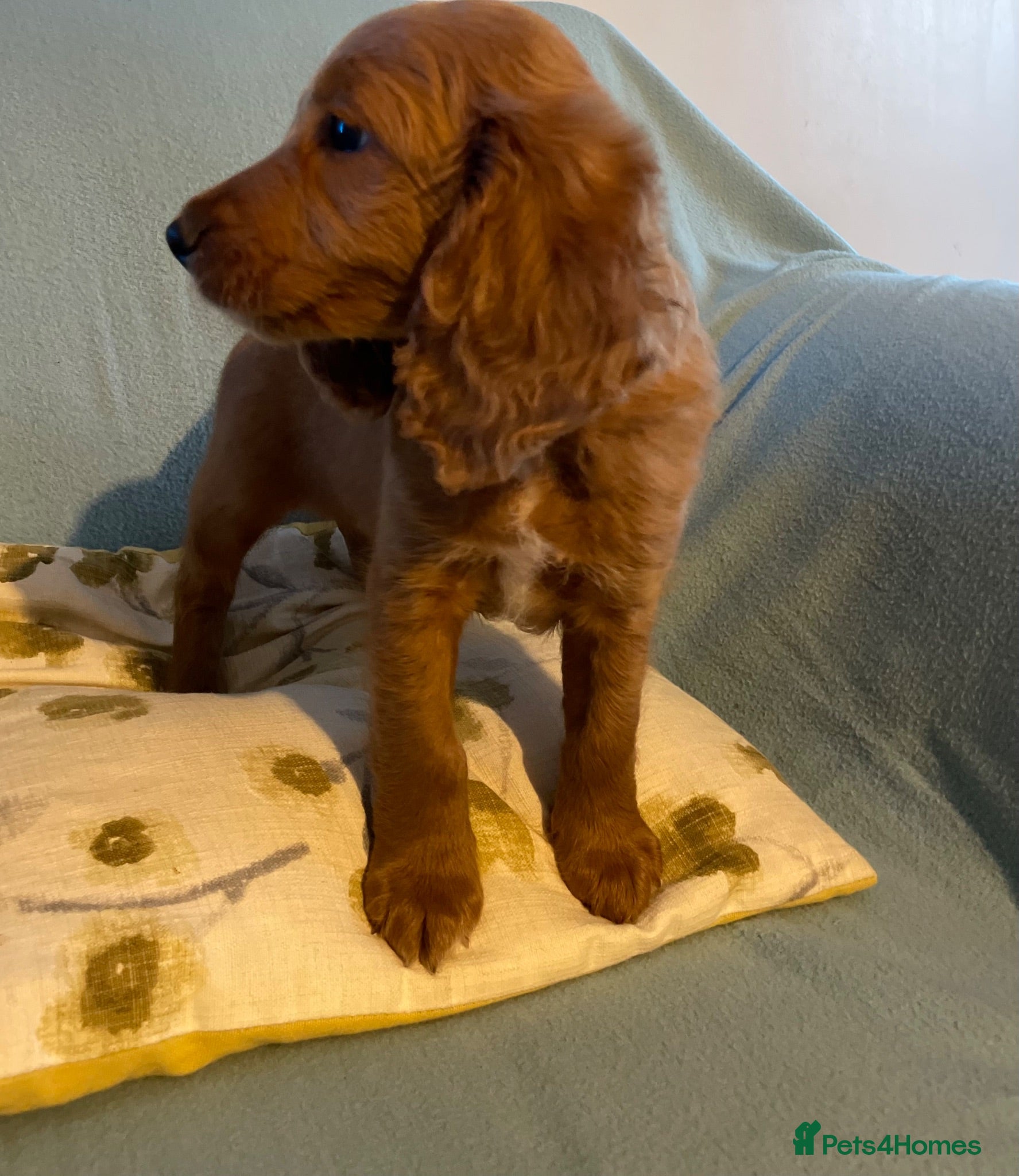 Cockapoo dogs Last little boy  - Advert 12