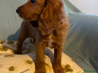 Cockapoo dogs Last little boy - Advert 12