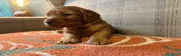 Cockapoo dogs for sale: Beautiful Litter of F1 Toy Cockapoo Puppies - Advert 14