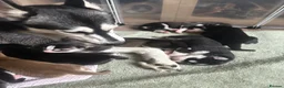 Siberian Husky dogs for sale: Adorable Siberian huskies  in Saint Helens - Advert 28