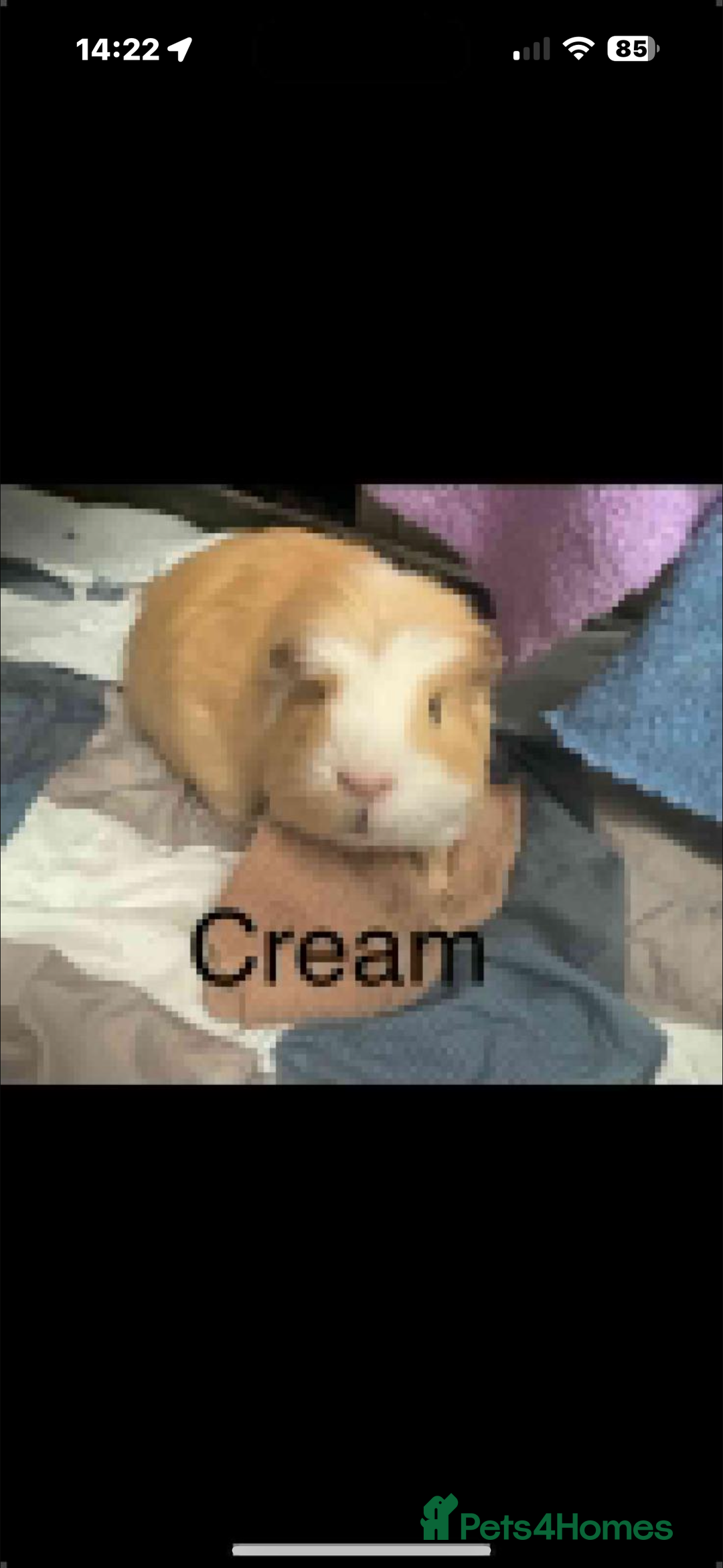 Guinea Pig rodents for sale: Guinea pigs - Advert 14