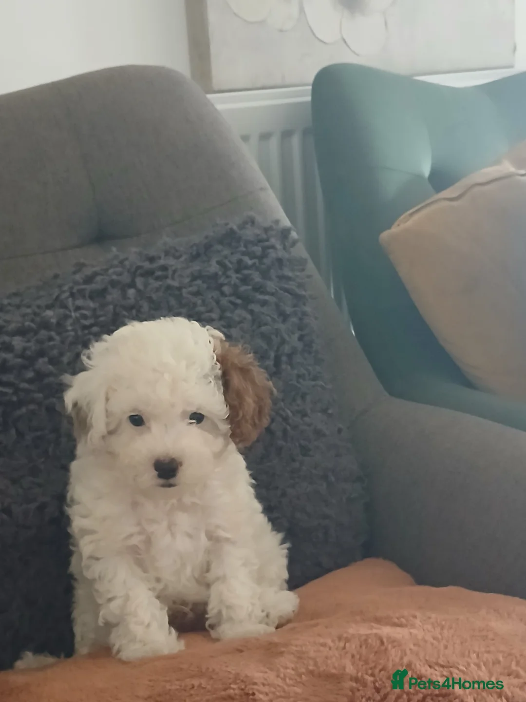Cavapoo dogs for sale: Cavapoo litter in Stourbridge - Advert 2